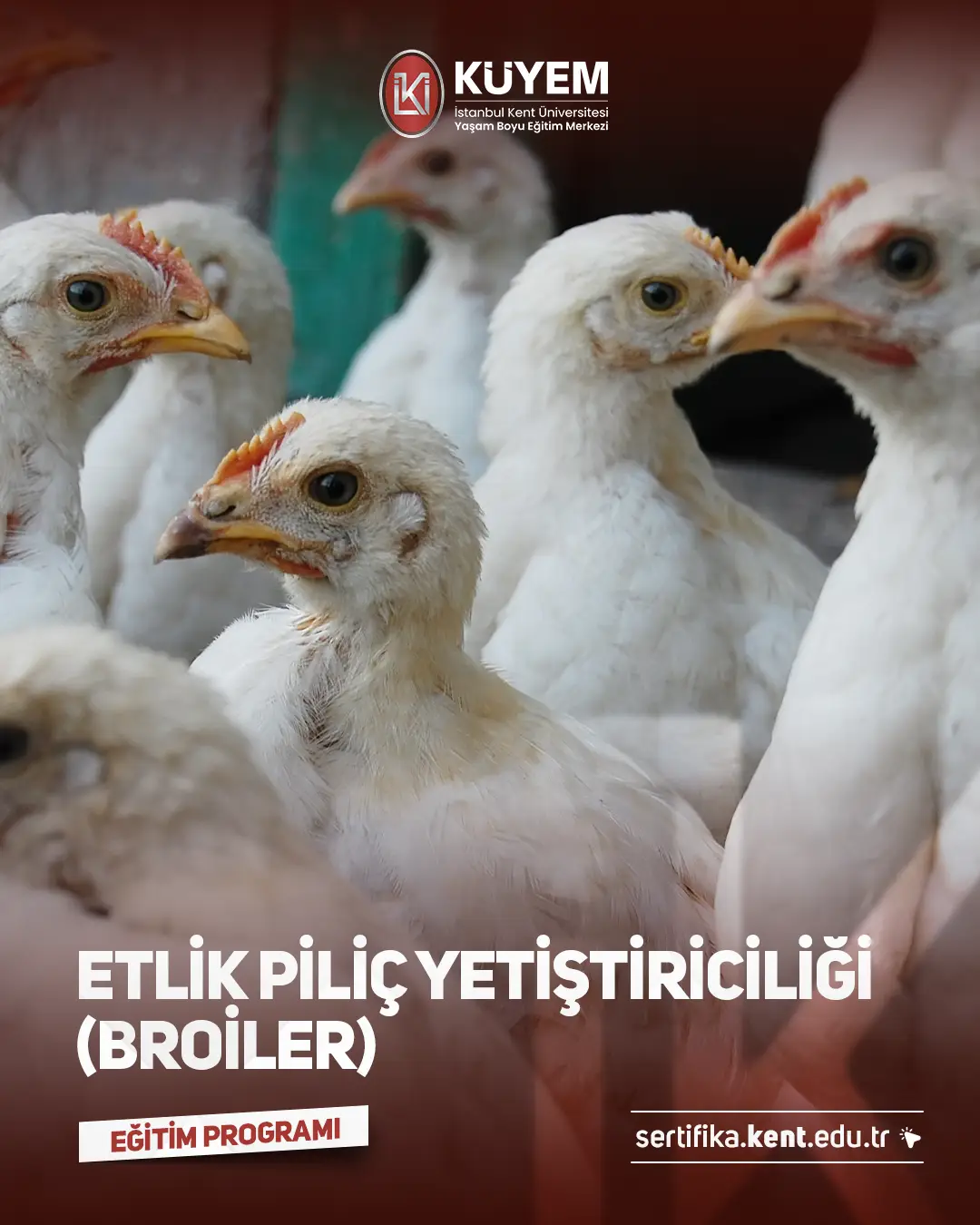 Etlik Piliç Yetiştiriciliği (Broiler) Sertifika Programı