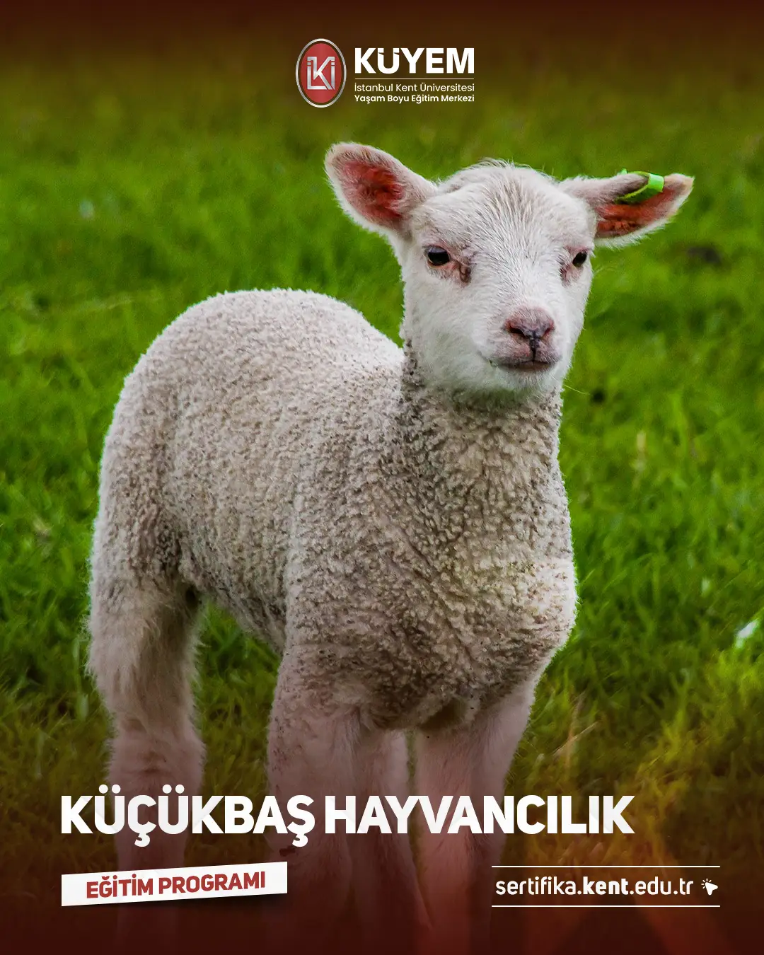 Küçükbaş Hayvancılık Sertifika Programı
